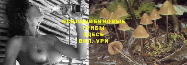 прущие грибы Беломорск